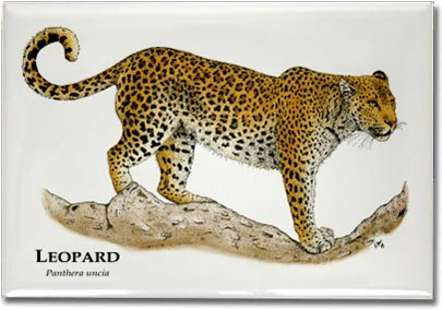 african_leopard_6247455291_l