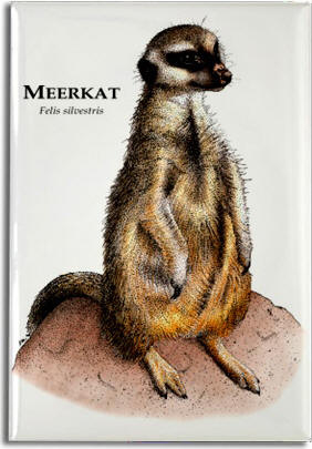 meerkat_6247455663_l