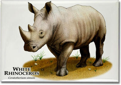 white_rhinoceros_6247978016_l