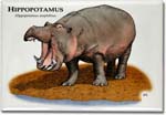 hippopotamus_6247455625_l