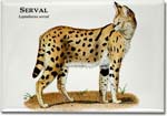 serval_6247455841_l