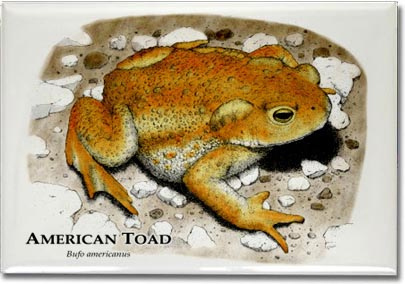 american_toad_6246681321_l