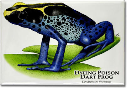 dyeing_poison_dart_frog_6247223974_l