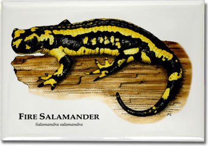 fire_salamander_6247200050_l