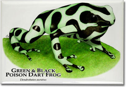 green_black_poison_dart_frog_6246700971_l