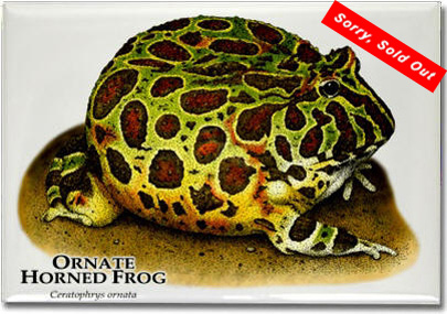 ornate_horned_frog_6247180198_l