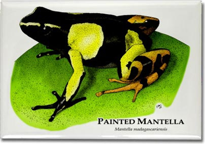 painted_mantella_6247180104_l