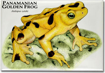panamanian_golden_frog_6247180160_l