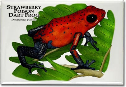 strawberry_poison_dart_frog-1_6247230894_l