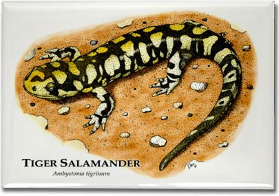tiger_salamander-2_6246445363_l