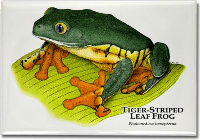 tiger_striped_leaf_frog_6246657585_l