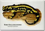 fire_salamander_6247200050_l