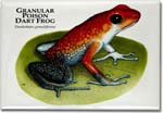 granular_poison_dart_frog_6246700915_l