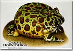 ornate_horned_frog_6247180198_l
