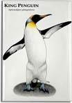 king_penguin_6247416895_l