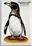 magellanic_penguin_6247416969_l