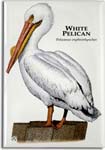 white_pelican_6247939510_l