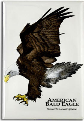 bald_eagle_6247408673_l