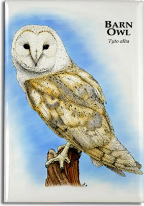 barn_owl_6247931002_l