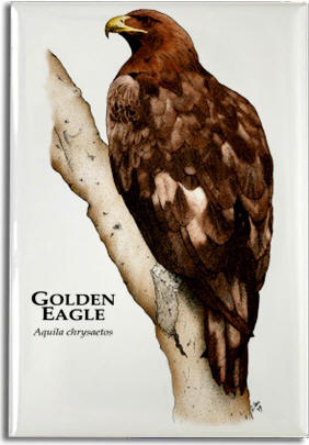 golden_eagle_6247931266_l