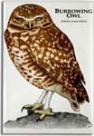 burrowing_owl_6247931040_l