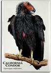 california_condor_6247931160_l