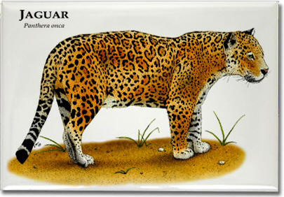 jaguar_6247911070_l
