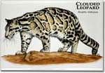 clouded_leopard_6247911206_l