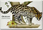 ocelot_6247388879_l