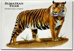 sumatran_tiger_6247388757_l