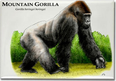 mountain_gorilla_6247917882_l