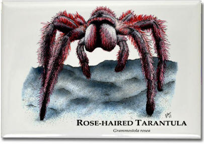 rose_haired_tarantula_6247893292_l