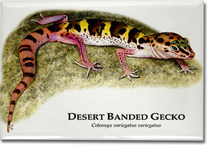 desert_banded_gecko_6246490097_l