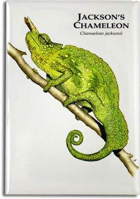jackson's_chameleon_6247138624_l