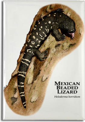 mexican_beaded_lizard_6246616171_l