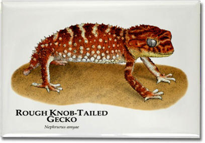 rough_knob_tailed_gecko_6247013218_l