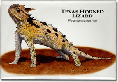 texas_horned_lizard_6247138832_l