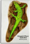 giant_day_gecko_6247013160_l