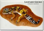 leopard_gecko_6246445685_l