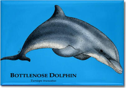 bottlenose_dolphin_6247995650_l