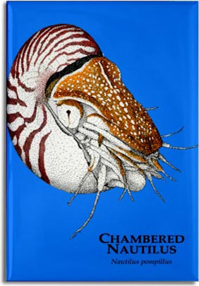 chambered_nautilus_6247988618_l