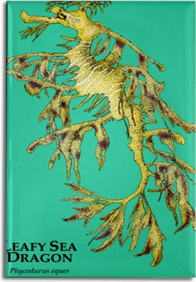 leafy_sea_dragon_6247466747_l