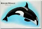 killer_whale_6247995750_l