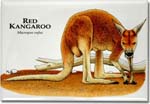 red_kangaroo_6247957820_l