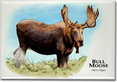 bull_moose_6247964416_l