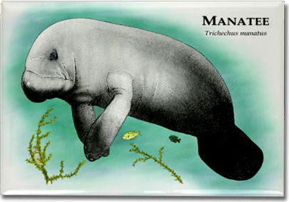 manatee_6247964568_l