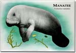 manatee_6247964568_l