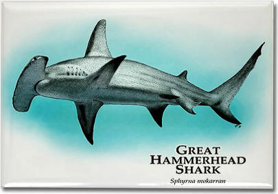 great_hammerhead_shark_6247477461_l