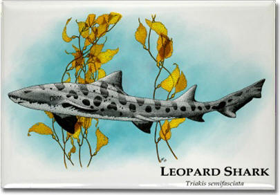 leopard_shark_6247477545_l