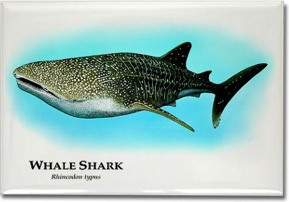 whale_shark_6247477627_l